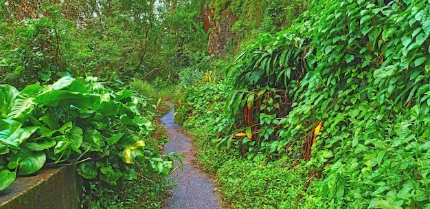 An abandoned mountain road in a rainforest Native indigenous forests of Oahu near the old Pali Highway Crossing in Hawaii Overgrown wilderness and green plants in a mysterious hiking trail