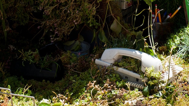 Abandoned office with overgrown plants.