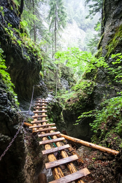 Abandoned old wooden bridge with backup metal chain in the deep wild mingled rain forest outdoor