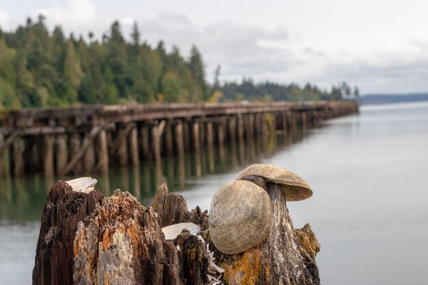 Abandoned pier with seashells visible