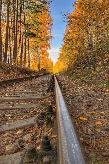 Foto binari ferroviari abbandonati nella foresta autunnale