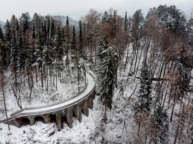 Abandoned Secret Path in the Forest