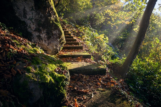 Photo abandoned staircase in the autumn forest leading through stones and trees