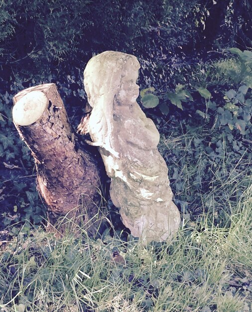 Foto statua abbandonata da un albero danneggiato su un campo erboso