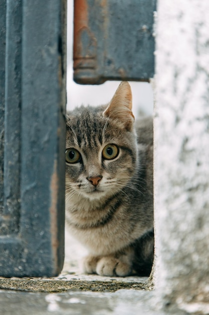 An abandoned stray cat watches from behind bars Helping homeless kittens