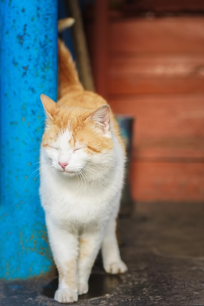 Abandoned street cats dirty poor homeless cats