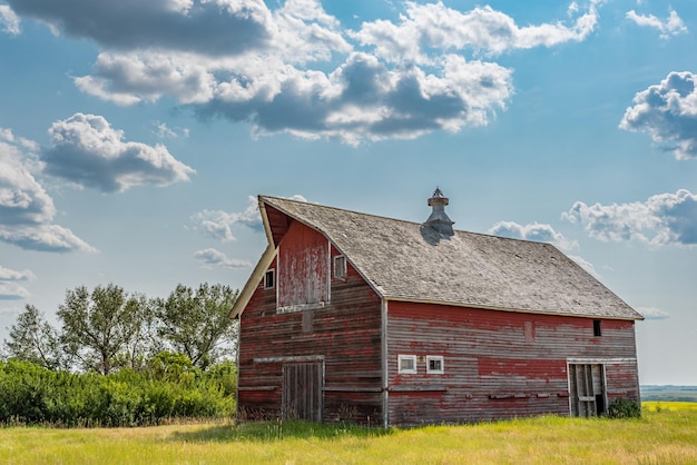 An abandoned vintage red barn on the prairies in Saskatchewan with a canola field in the background