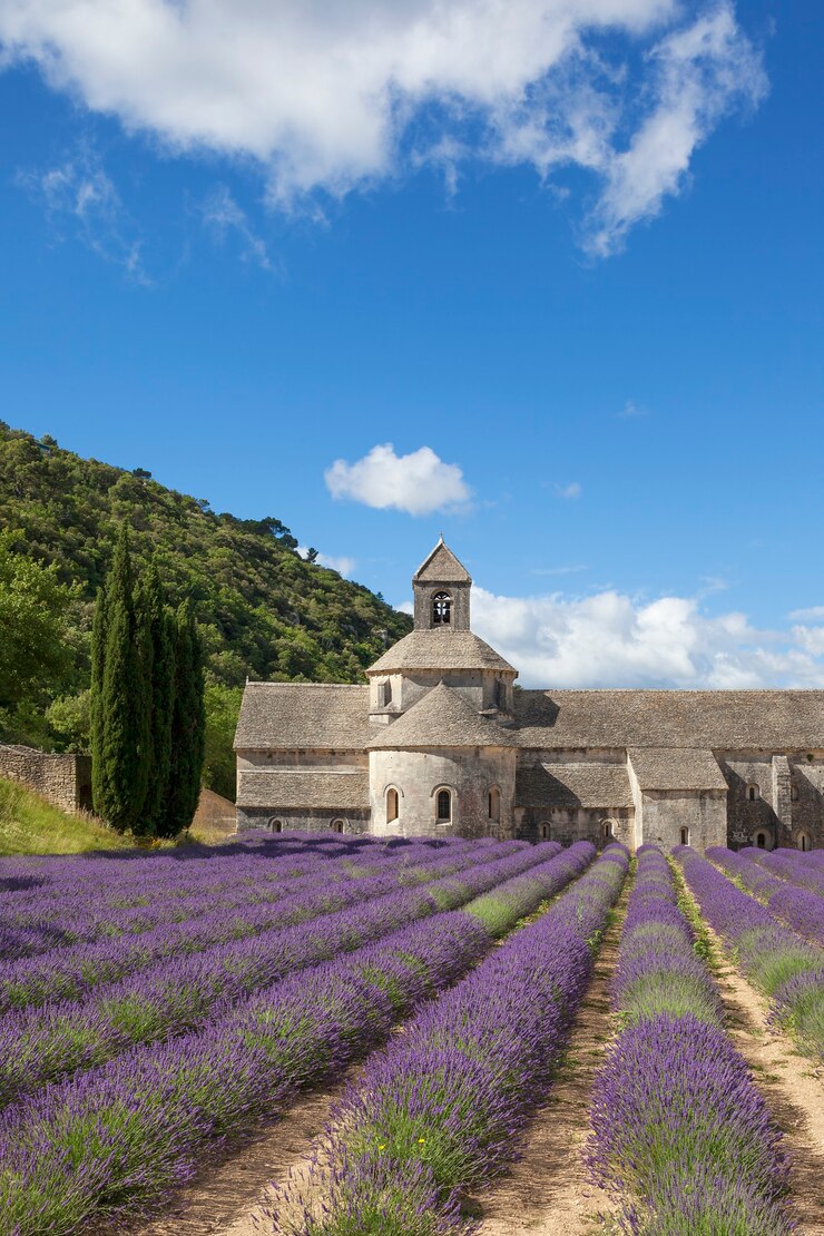 Abbey of Senanque in summer light. Gordes, Luberon, Vaucluse, Provence, France, Europe.