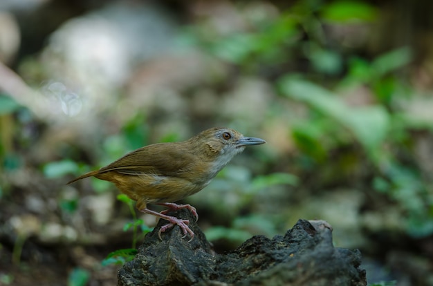 Abbott's babbler (malacocincla abbotti)