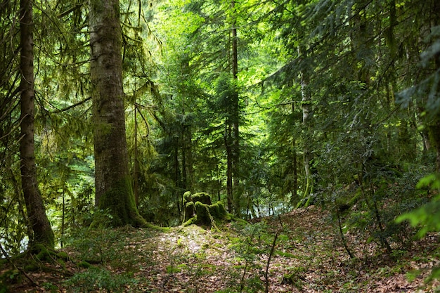 Abchazië, een bos in de kloof