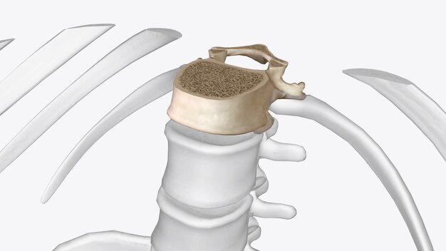 Photo abdomen transverse thoracic vertebrae