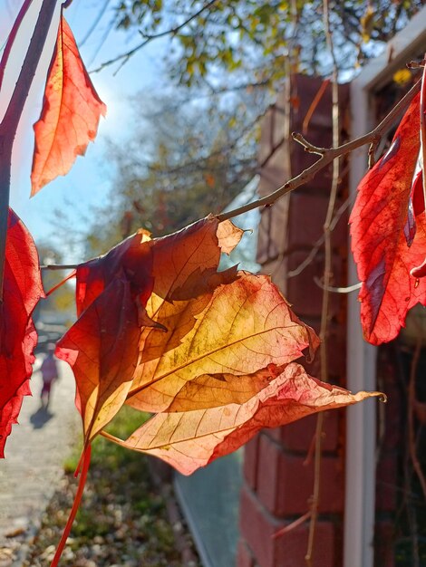 ABeautiful yellow and red autumn leaves