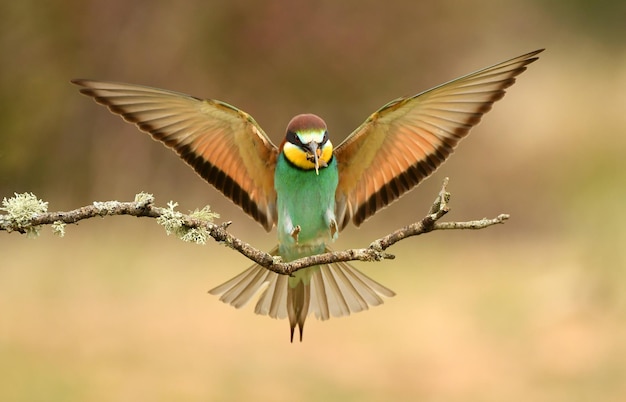 사진 abejaruco en vuelo con las alas abiertas