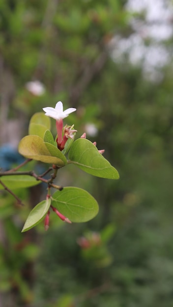 アベリア・モサネンシス (Abelia mosanensis) は緑の葉でく花です