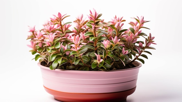 Abelia Plant on a pot on white background