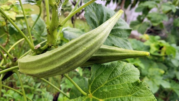 Abelmoschus esculentus vers in de tuin.