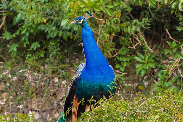 Aberdare Country Club Peacock Kenia Afrika