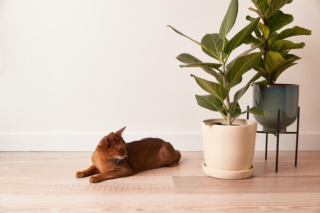 Abessijnse jonge kat ligt in de buurt van een kamerplant mooie rasechte kortharige kitten