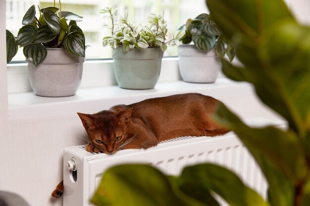 Abessijnse jonge kat ligt op de vensterbank mooie rasechte kortharige kitten