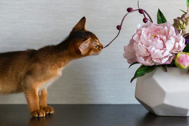 Abessijnse kat met een vaas met bloemen