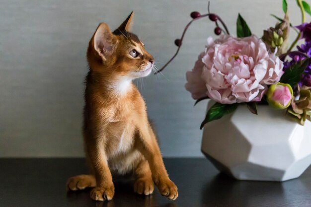 Abessijnse kat met een vaas met bloemen