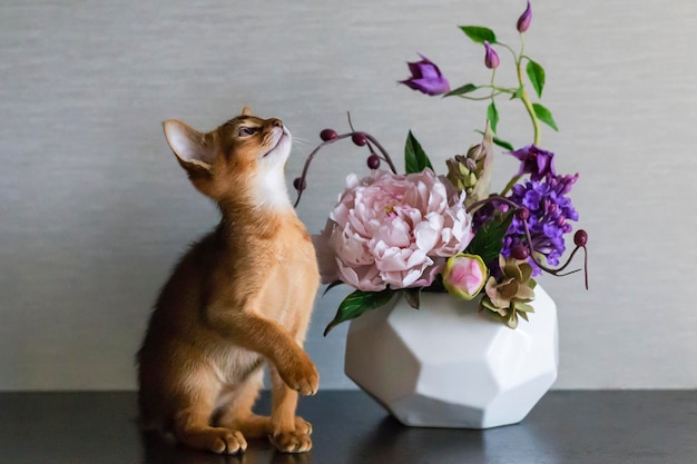 Abessijnse kat met een vaas met bloemen