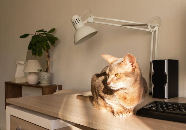 Foto abessijnse kat thuis close-up portret van blauwe abessijnse kat zittend op een werktafel mooie kat witte achtergrond