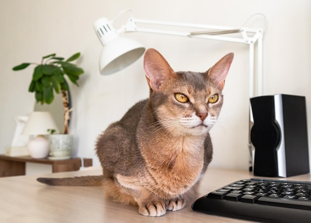 Foto abessijnse kat thuis close-up portret van blauwe abessijnse kat zittend op een werktafel mooie kat witte achtergrond