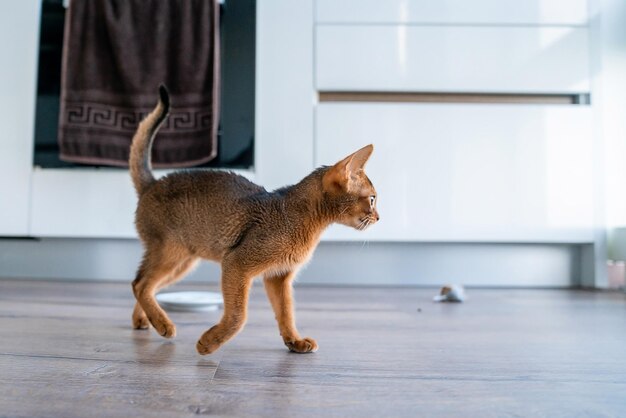 Abessijnse kat thuis met haar baasje thuis. Mooie rasechte kortharige kitten.