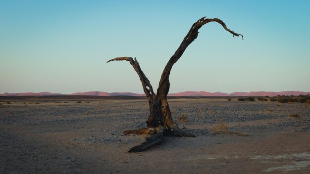 Foto abgestorbener baum in der wuste von namibia