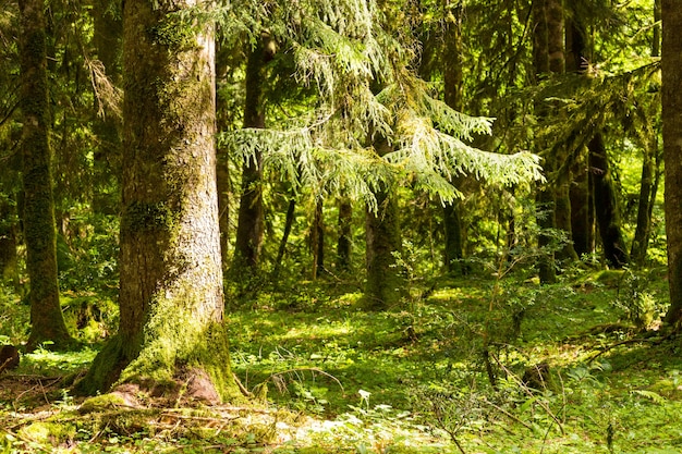 Abkhazia, a forest in the gorge