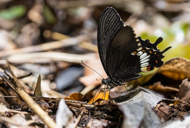 Sulla farfalla colorata nella giornata di sole