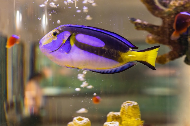 水族館の海魚と淡水魚について