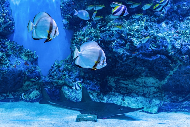 About sea fish and fresh water fish in Aquarium 