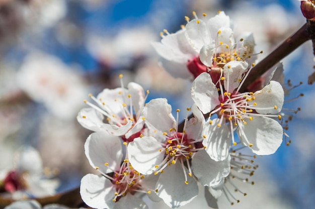 Abrikoos bloemen met witte en roze bloemblaadjes Bloemen zoals sakura op wazig roze achtergrond Foto van nieuw leven voor Earth Day in 22 april