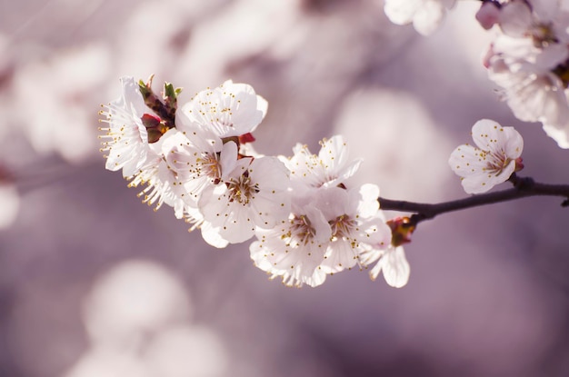 Abrikoos boom bloem seizoensgebonden bloemen natuur achtergrond ondiepe scherptediepte