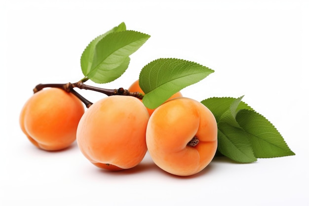 Abrikoos boomtak en abrikozen witte achtergrond