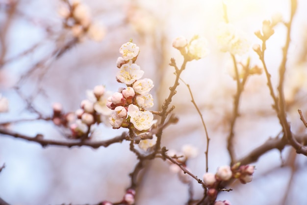 Abrikoos lente boom bloem, seizoensgebonden bloemen natuur achtergrond met zon schijnt