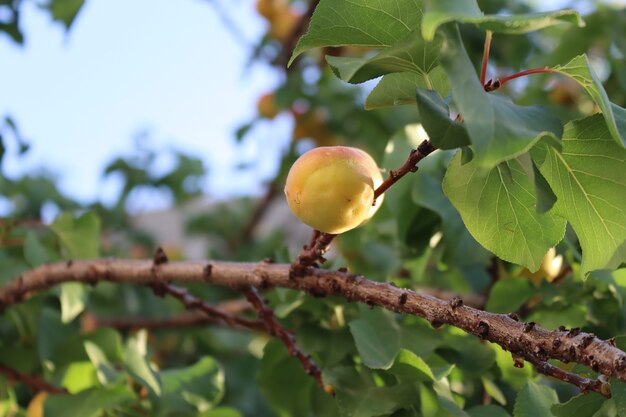 abrikoosvruchten onder het daglicht van de zomerachtergrond van het zomerseizoen