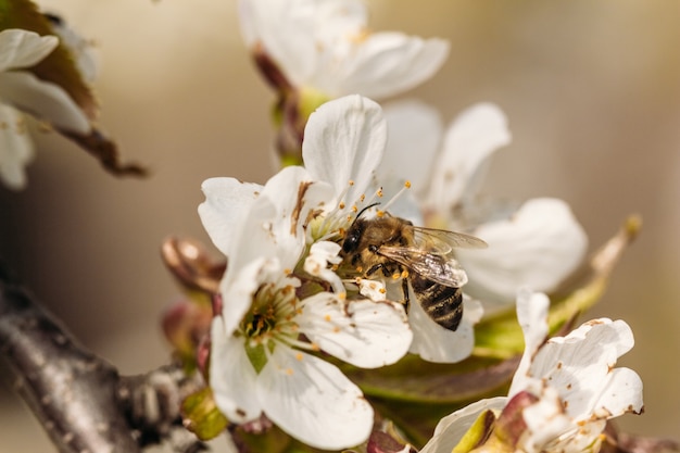 Abrikozenbloem met een bij erop