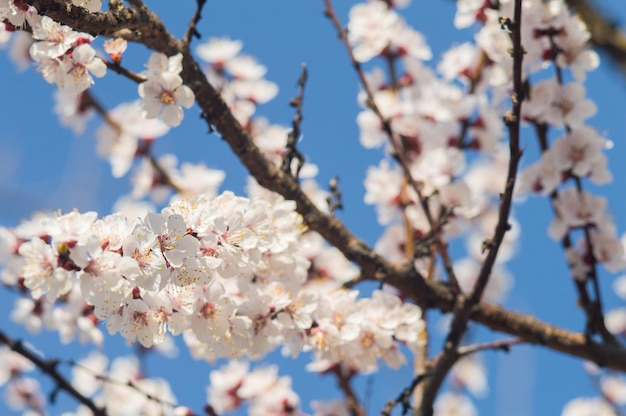 Abrikozenbloemen met witte bloemblaadjes Bloemen op onscherpe achtergrond met blauwe lucht Foto van nieuw leven voor Earth Day op 22 april