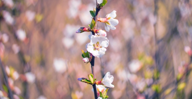 Abrikozenbloesem, hartvormonduidelijk beeld bokeh