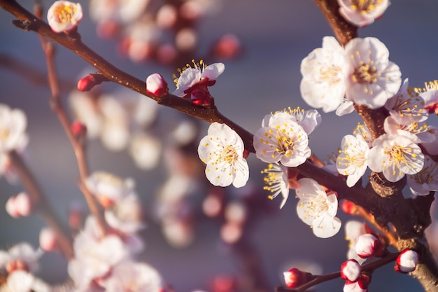 Abrikozenbloesem in de lentetuin Mooie lila roze achtergrond