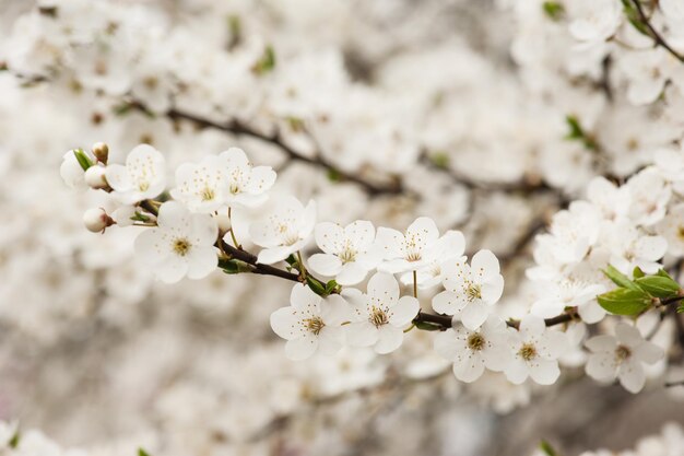 Abrikozenboom bloem seizoensgebonden bloemen natuur achtergrond