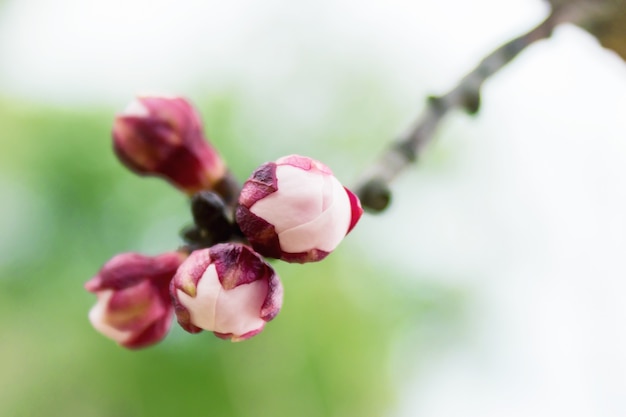 Foto abrikozenboom bloemen close-up. onscherpe achtergrond met takken. wachten op de lente. selectieve aandacht.