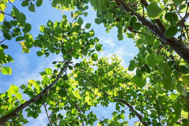 Abrikozenboom met groen rijpend fruit, onderaanzicht. Zonnige dag met blauwe hemel.