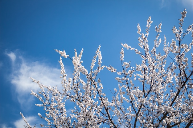 Abrikozenboom met veel witte bloemen op achtergrondhemel