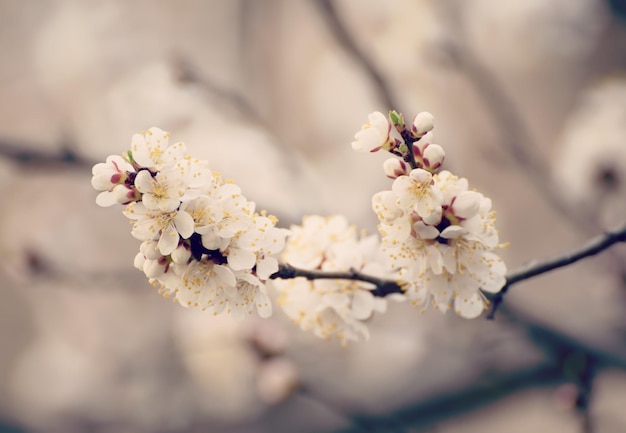Abrikozenboombloem met knoppen en bloesems die in de lente bloeien, vintage retro bloemenachtergrond