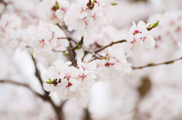 Abrikozenboombloem, seizoensgebonden bloemenaardachtergrond, ondiepe scherptediepte