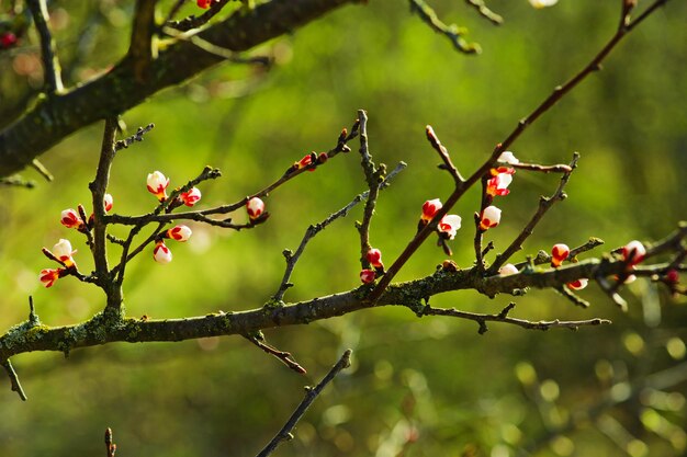 Abrikozenboombloem, seizoensgebonden bloemenaardachtergrond